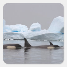 killer whales (orcas), Orcinus orca, pod Square Stickers