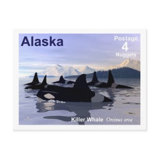 Killer Whales postcard