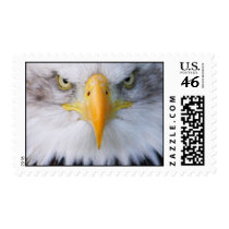 Killing For Survival postage by jdmphotography Killing For Survival postage