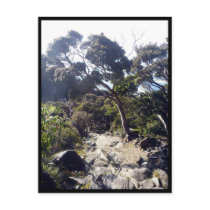 kinabalu trees postcard