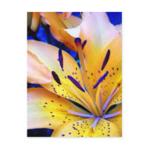 Kind of lily postcard
