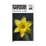 king alfred, daffodil, flora, flower, plant,