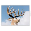 KING BUCK cards by MHENRIKSON KING BUCK cards