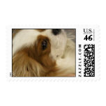 King Charles Cavalier Cocker Spaniel Stamp