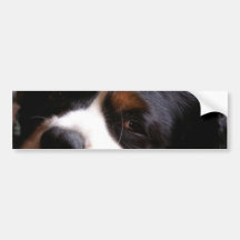 King Charles Cavalier Spaniel Bumper Sticker