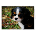 King Charles Cavalier Spaniel cards by cdcootie King Charles Cavalier Spaniel cards