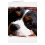 King Charles Cavalier Spaniel Greeting Card cards