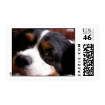 King Charles Cavalier Spaniel Postage Stamp
