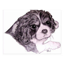 King Charles Cavalier Spaniel Postcard postcards