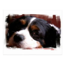 King Charles Cavalier Spaniel Postcard