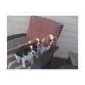 King Charles Cavaliers postcards