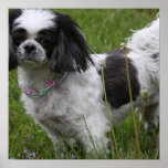 King Charles Spaniel Poster