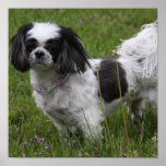 King Charles Spaniel Poster