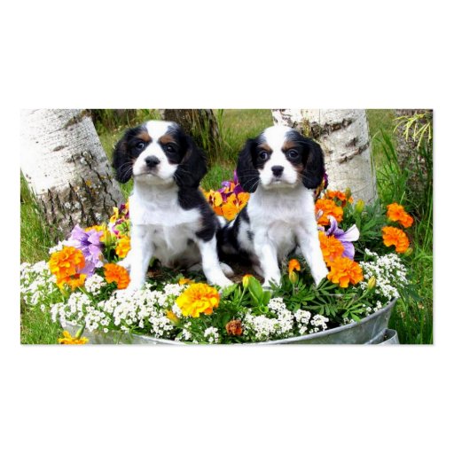 King Charles Spaniel puppies Business Card Template