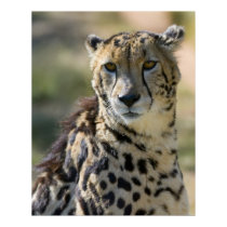 King Cheetah posters