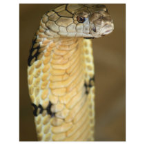 king cobra flyer
