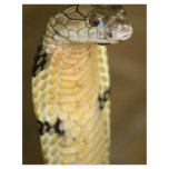king cobra flyers