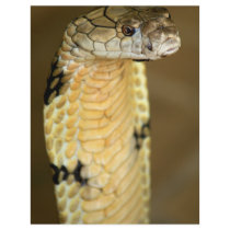 king cobra customized letterhead