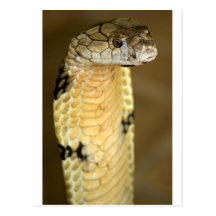king cobra post cards