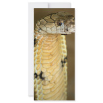 king cobra rack cards