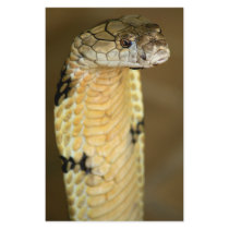 king cobra custom stationery