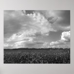 King Cotton Landscape Black & White Poster Print