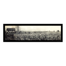 King Cotton Picking Photo 1907 posters by lc_panoramicphotos King Cotton Picking Photo 1907 posters