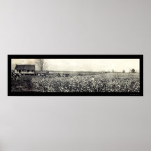 King Cotton Picking Photo 1907 Print