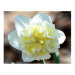 365flowers, daffodils, springtime, flowers,