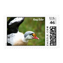 King Eider Duck postage by chesapeakie King Eider Duck postage