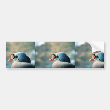 King Eider Male Bumper Sticker