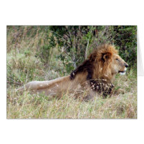 king lion cards