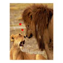 King lion & his lioness, tender moment  poster posters
