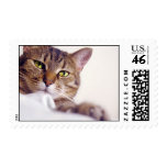 King of Cats Stamp