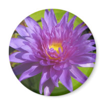 King of Siam magnets by utopiaaquatic King of Siam magnets
