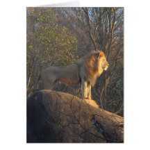 King Of The Jungle Cards