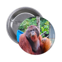 King of the Orangutans at Camp Leakey Pin