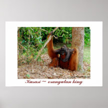 King of the Orangutans : Kusasi in Borneo Poster