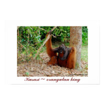 King of the Orangutans : Kusasi posters by Rebecca_Reeder King of the Orangutans : Kusasi posters