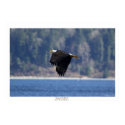 "KING OF THE WIND" Canvas Photo Print by RavenSpiritPrints "KING OF THE WIND" Canvas Photo Print