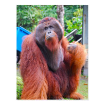 King Orangutan Tom at Camp Leakey Postcards