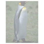 King penguin, Falkland Islands Custom Letterhead