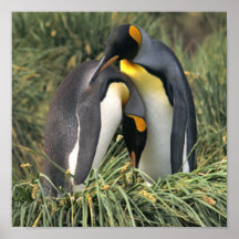 King Penguin Lovers Posters