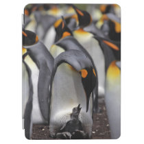 King penguin with chick iPad air cover at Zazzle