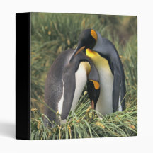 King penguins Lovers Binders