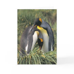 King penguins Lovers Card