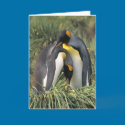 King penguins Lovers cards by ironydesignphotos King penguins Lovers cards