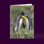 King penguins Lovers