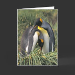 King penguins Lovers