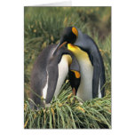 King penguins Lovers Card